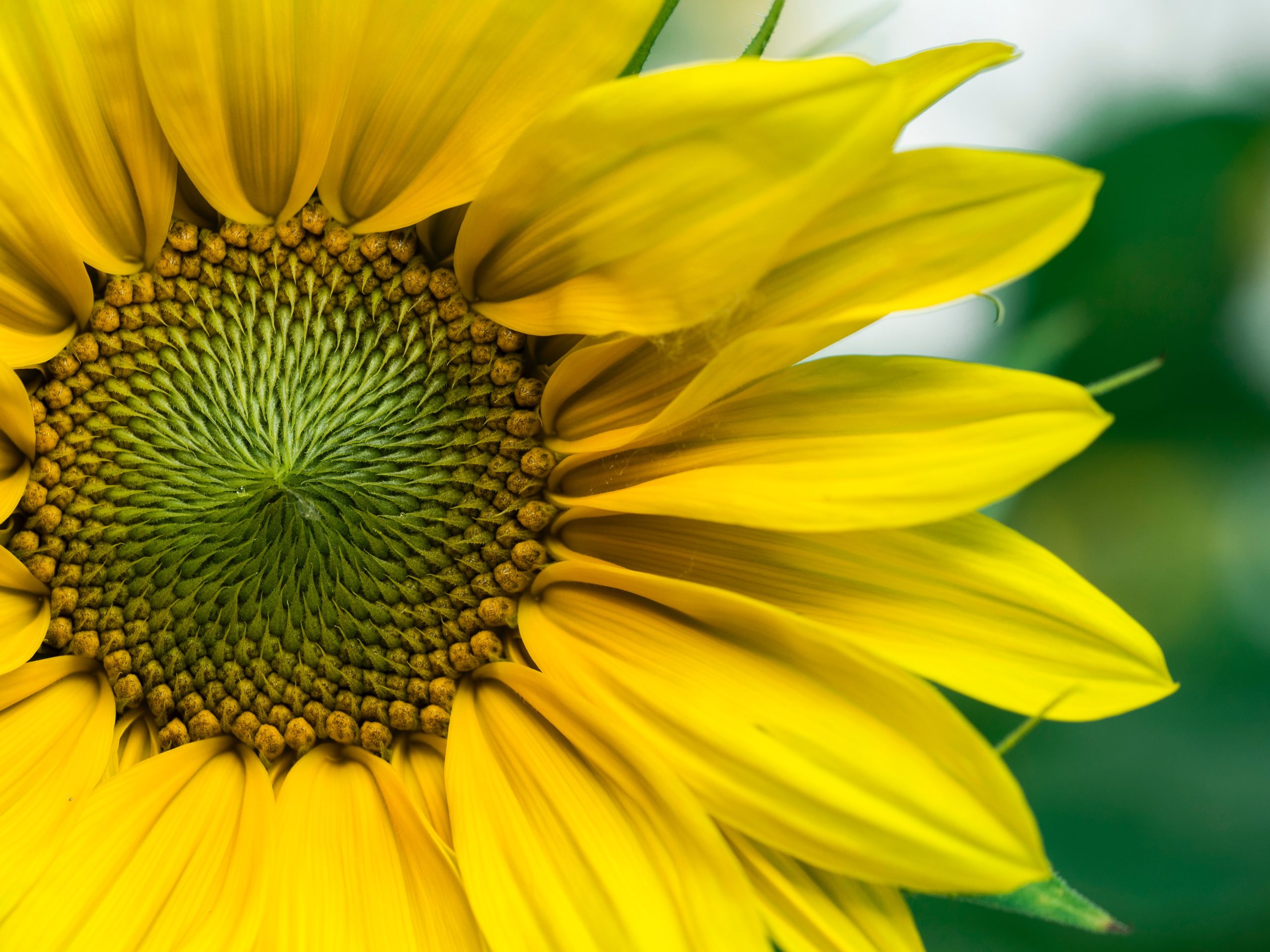 AMARILLO: EL AMOR DE DIOS NOS DA VIDA. GOD'S LOVE GIVE US LIFE