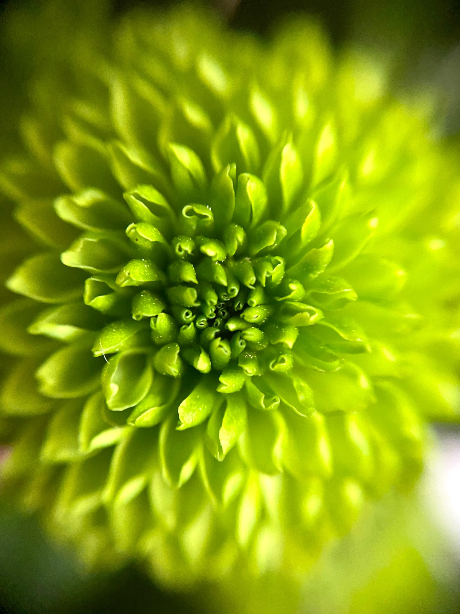 GREEN: GODS LOVE NURTURES OUR BODY, SOUL, AND SPIRITEL AMOR DE DIOS ALIMENTA NUESTROS CUERPOS, ALMA Y ESPIRITU