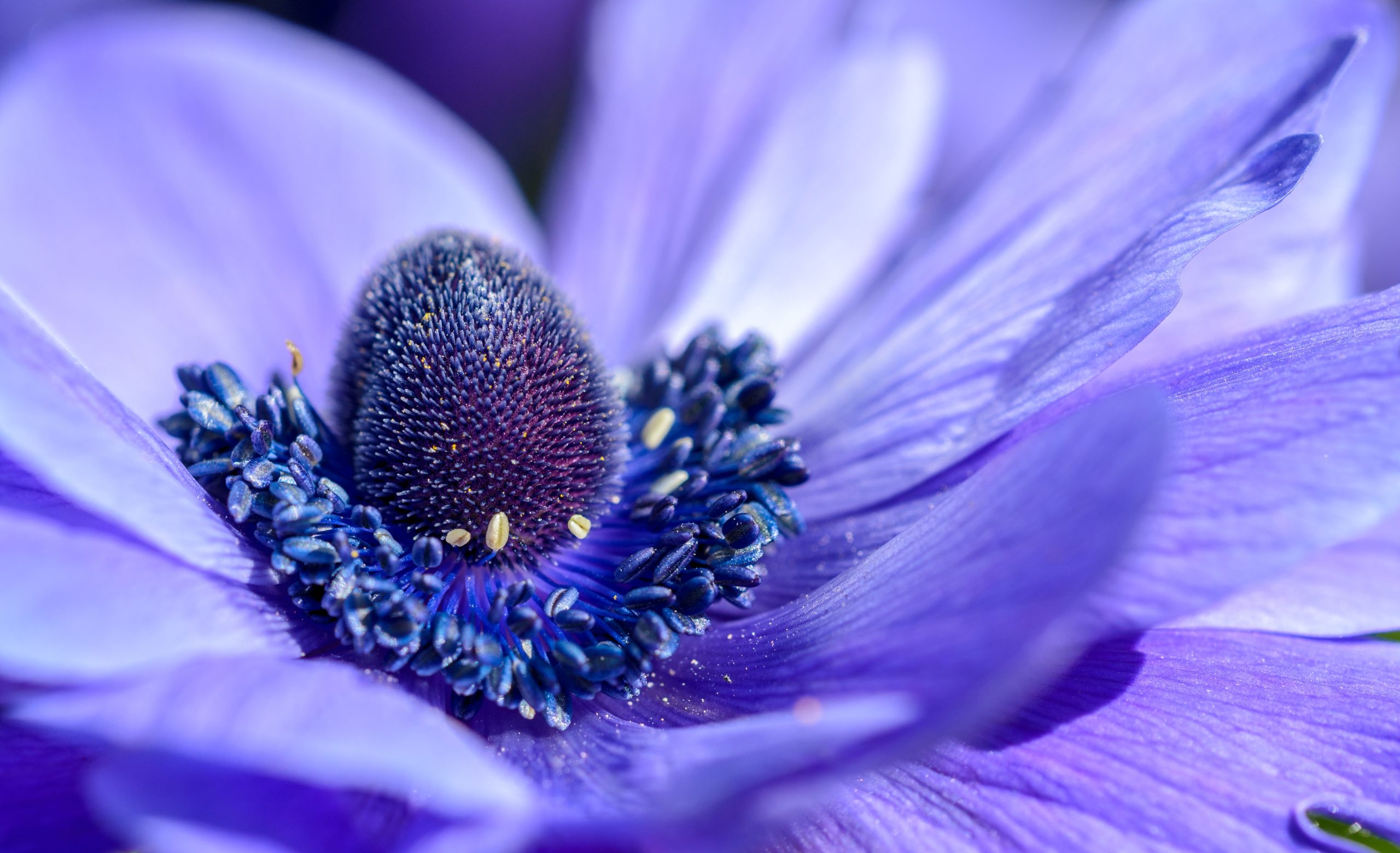 INDIGO: EL AMOR DE DIOS ALCANZA NUESTRA ESFERA DE TRABAJO Y PREFESION. GOD'S LOVE REACHES OUT ITHROUGH OUR WORK AND SCHOOLS