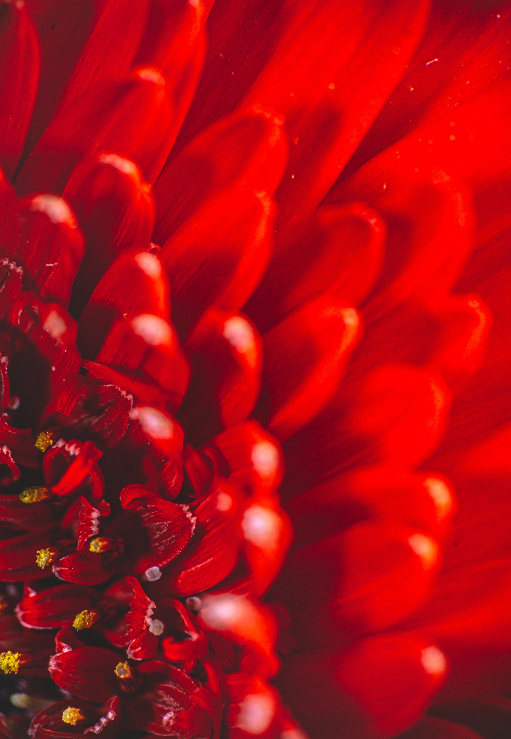 RED: GOD'S LOVE BRINGS US WISDOM EL AMOR DE DIOS NOS DA SABIDURIA