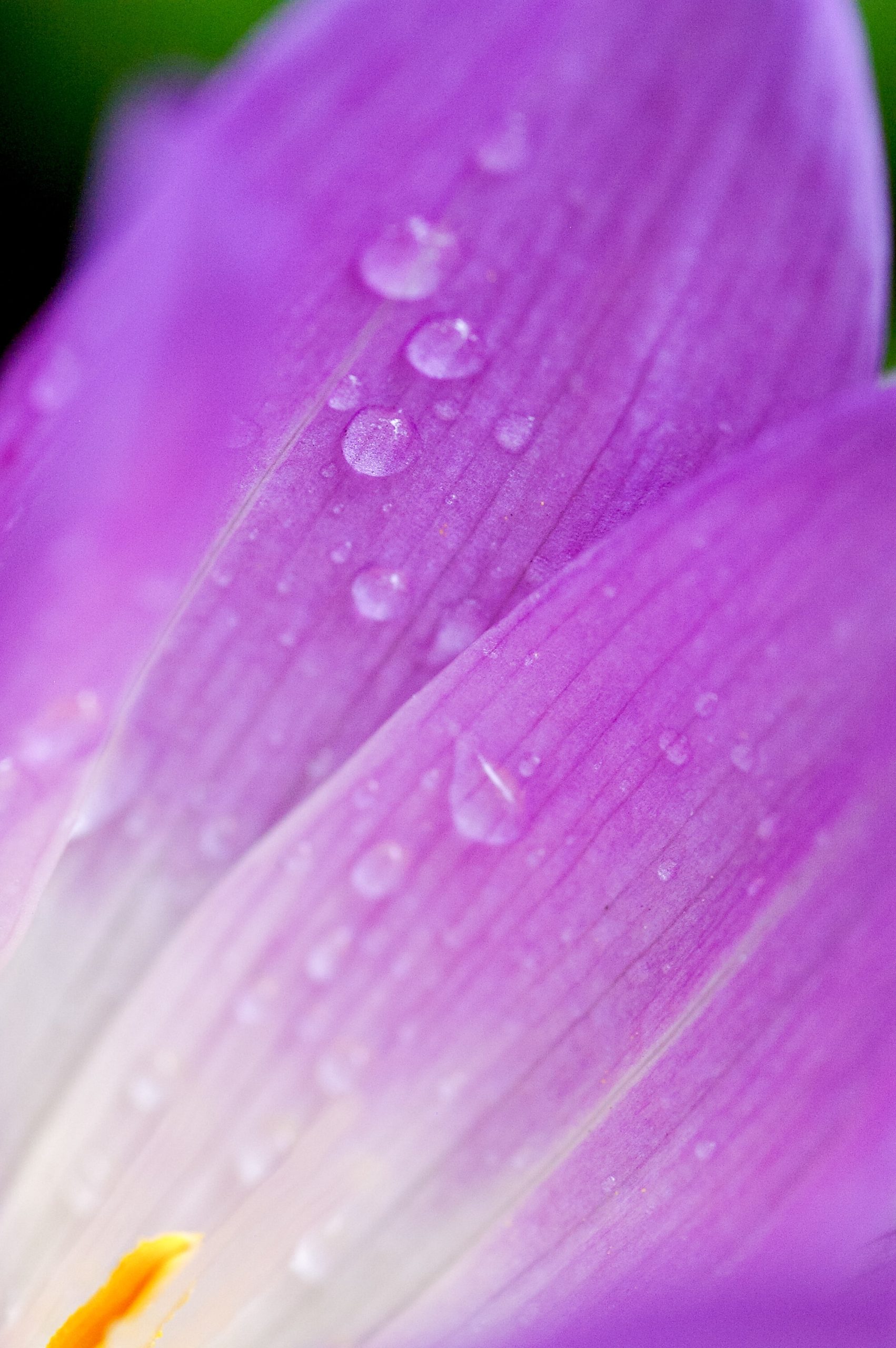 VIOLETA: EL AMOR DE DIOS ES BELLEZA, ORDEN, LIMPIEZA. GOD S LOVE BRINGS BEAUTY, ORDER, AND CLEAN