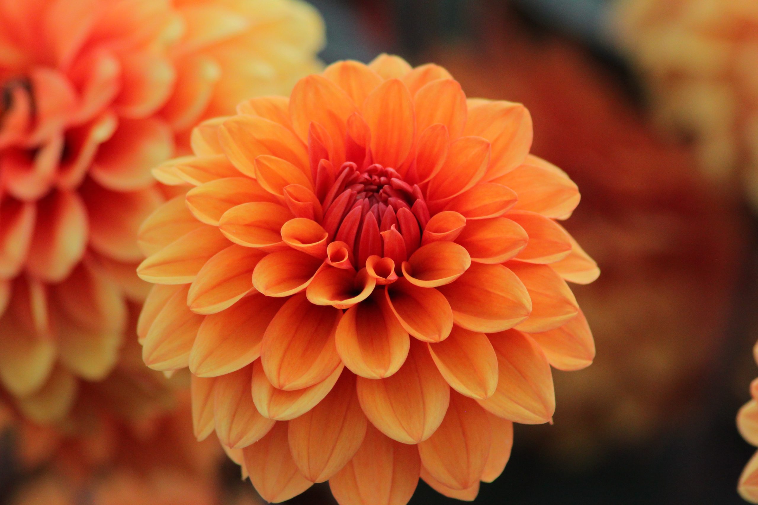 NARANJA: EL AMOR DE DIOS ALCANZA AL MUNDO ENTERO