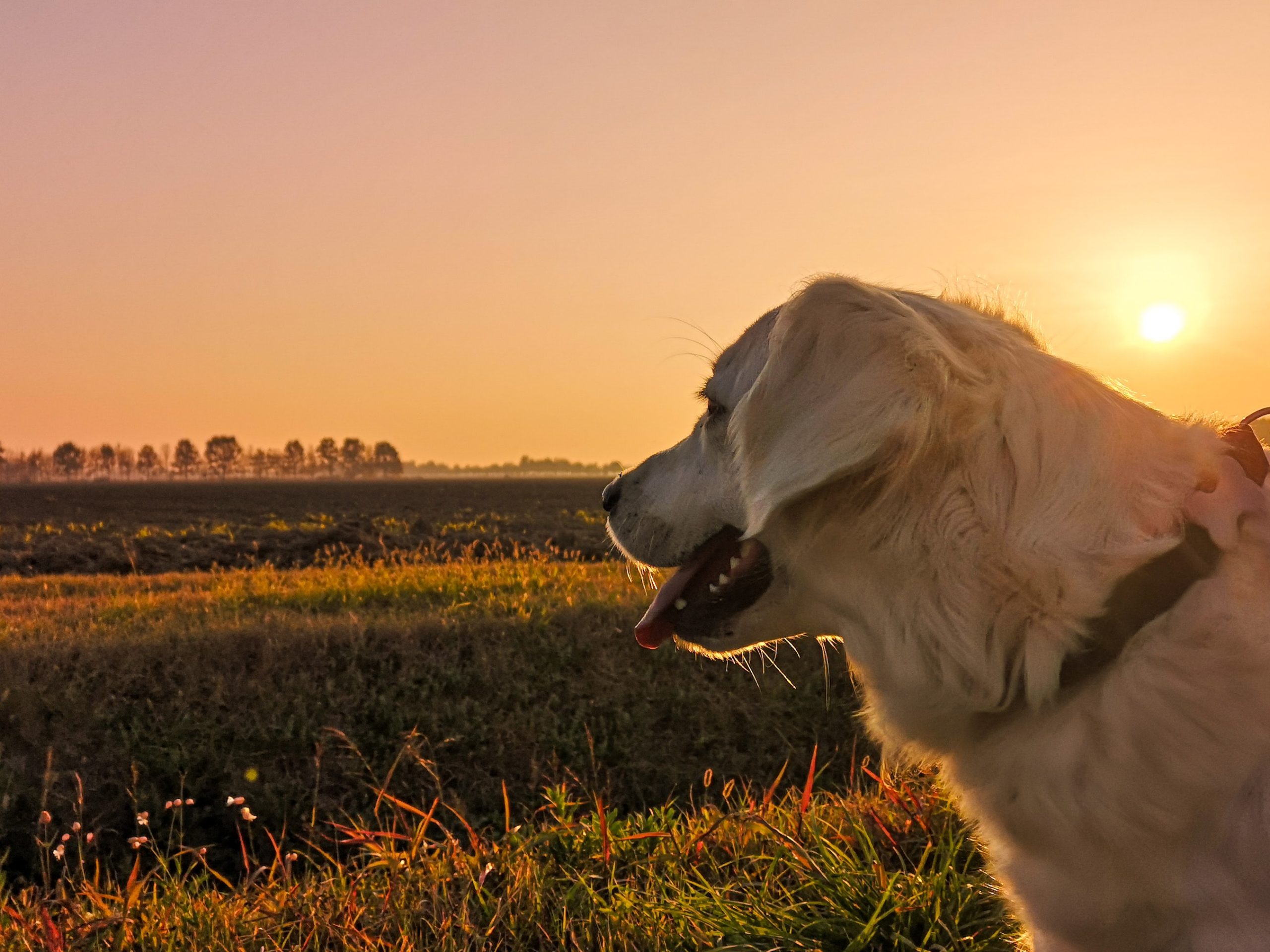 How to stay healthy around Pets