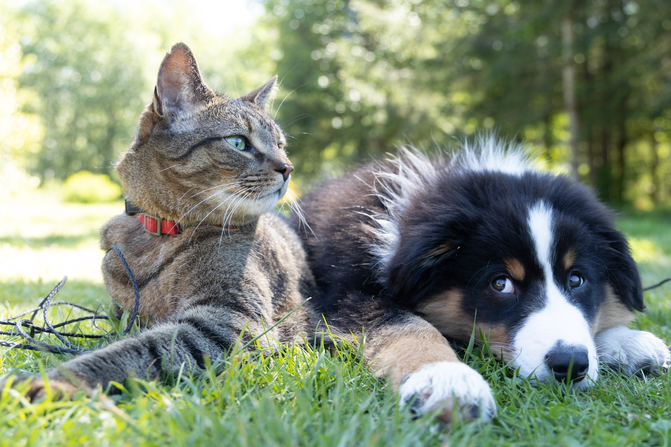 Pet Food Safety
